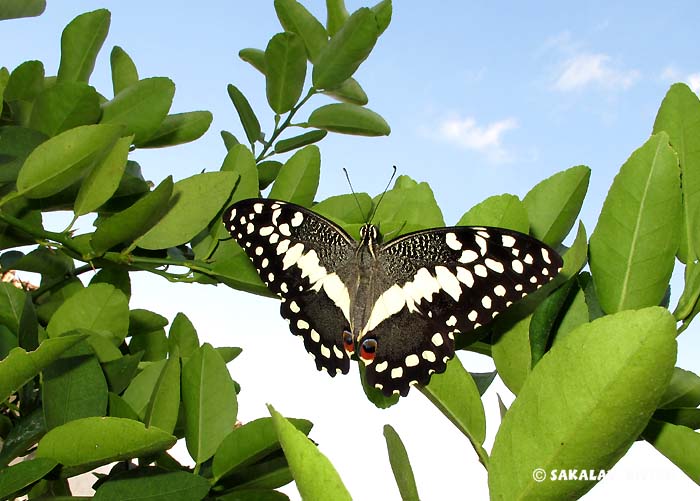 discovery in Madagascar